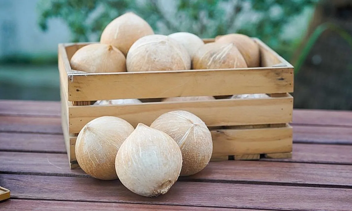 Vietnam Coconut — Fresh Fruit, Pure & Aromatic Coconut Water | Wholesale Export