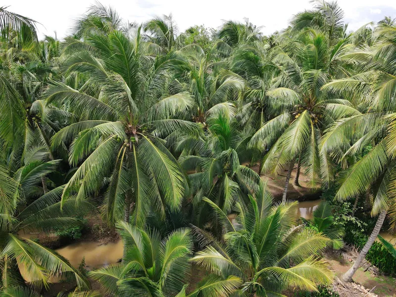 Vietnam coconut grove with dense palm canopy