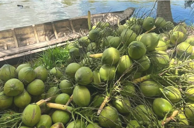 Fresh green coconuts gathered near a river after harvest