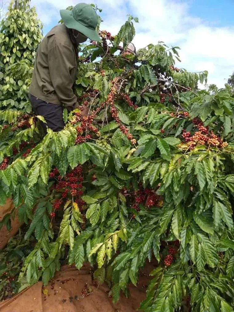 Highland coffee farm in Vietnam where export lots are sourced and graded