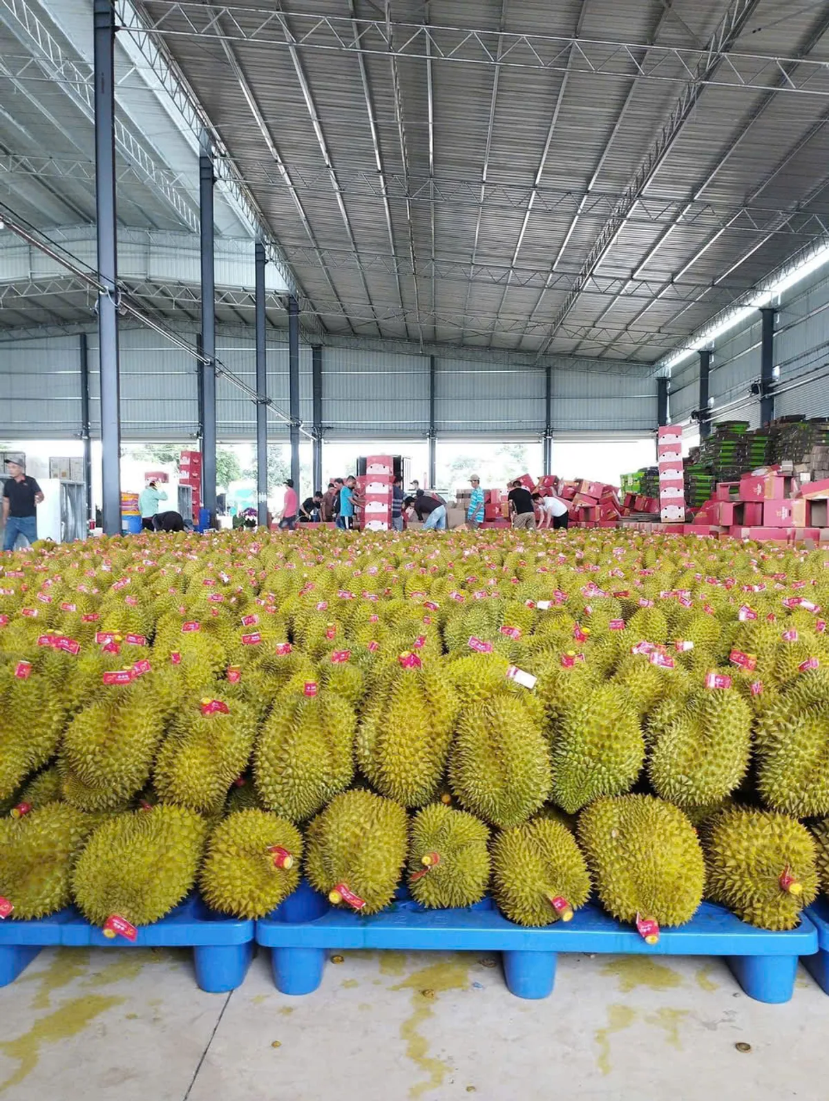 Vietnam Durian Exporter — Fresh Ri6 & Monthong Wholesale