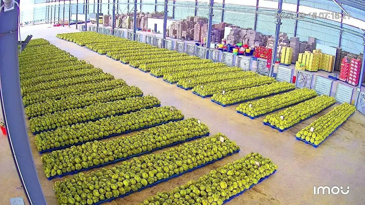 Durian lots staged in rows inside a packing warehouse