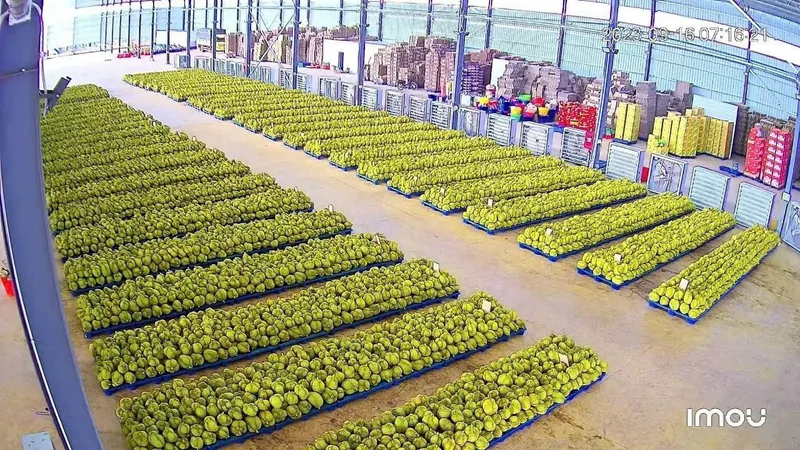 Fresh durian at processing factory