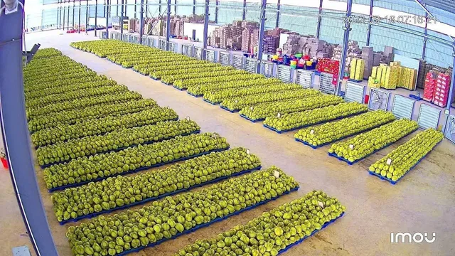 Fresh Durian from Dak Nong Province, Vietnam