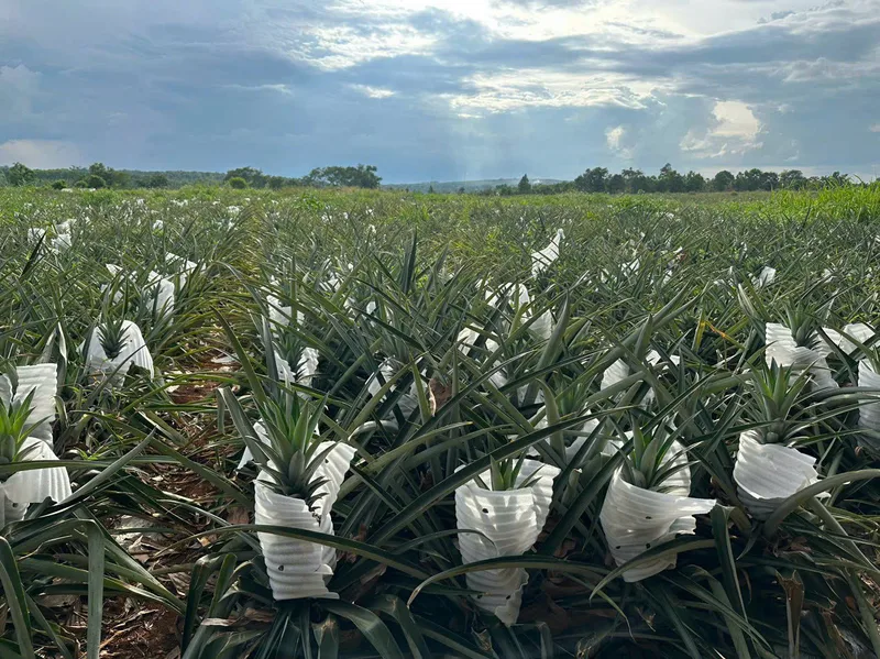 Pineapple farm in Vietnam