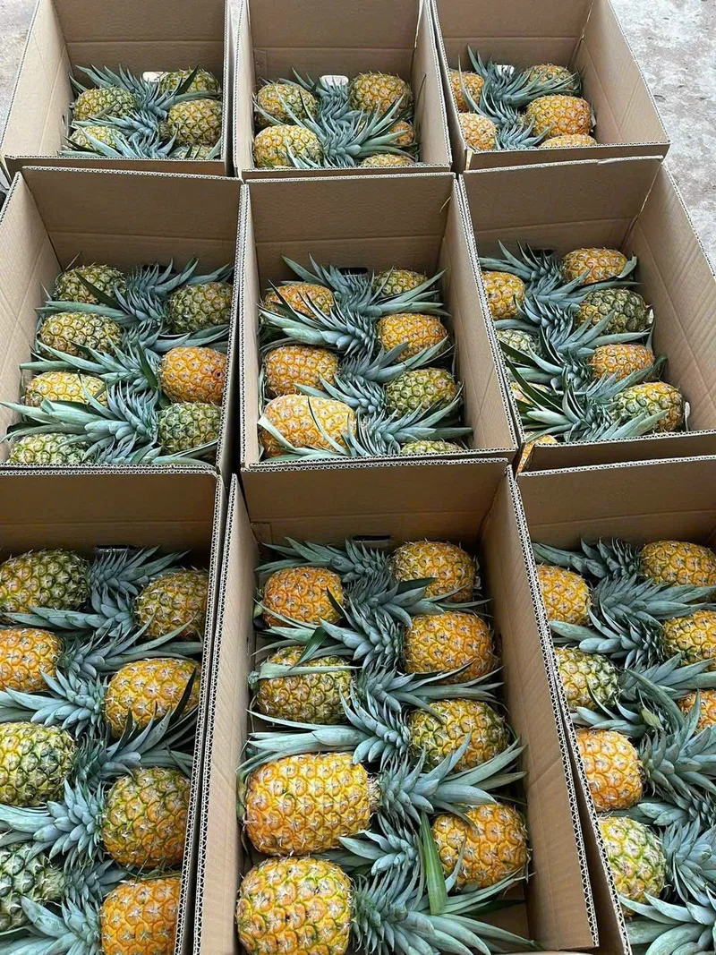 Pineapple in export cartons