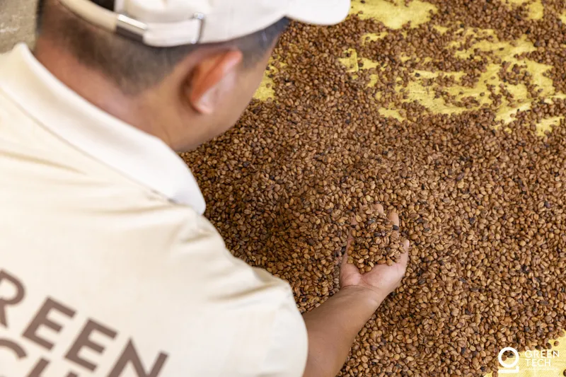 Green bean quality check at processing facility