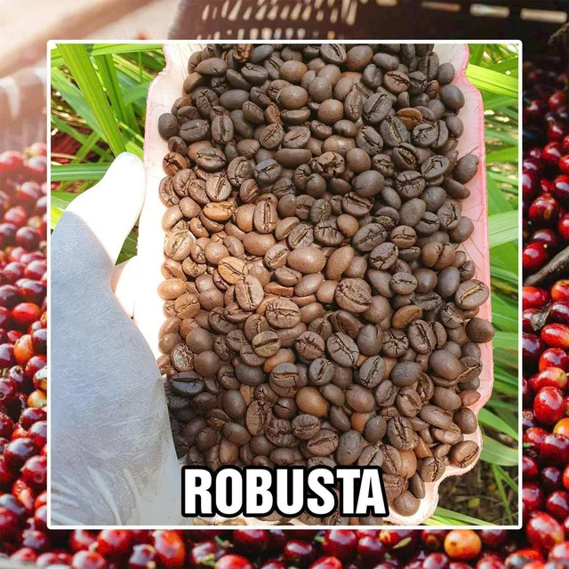 Vietnamese Coffee from Central Highlands, Vietnam