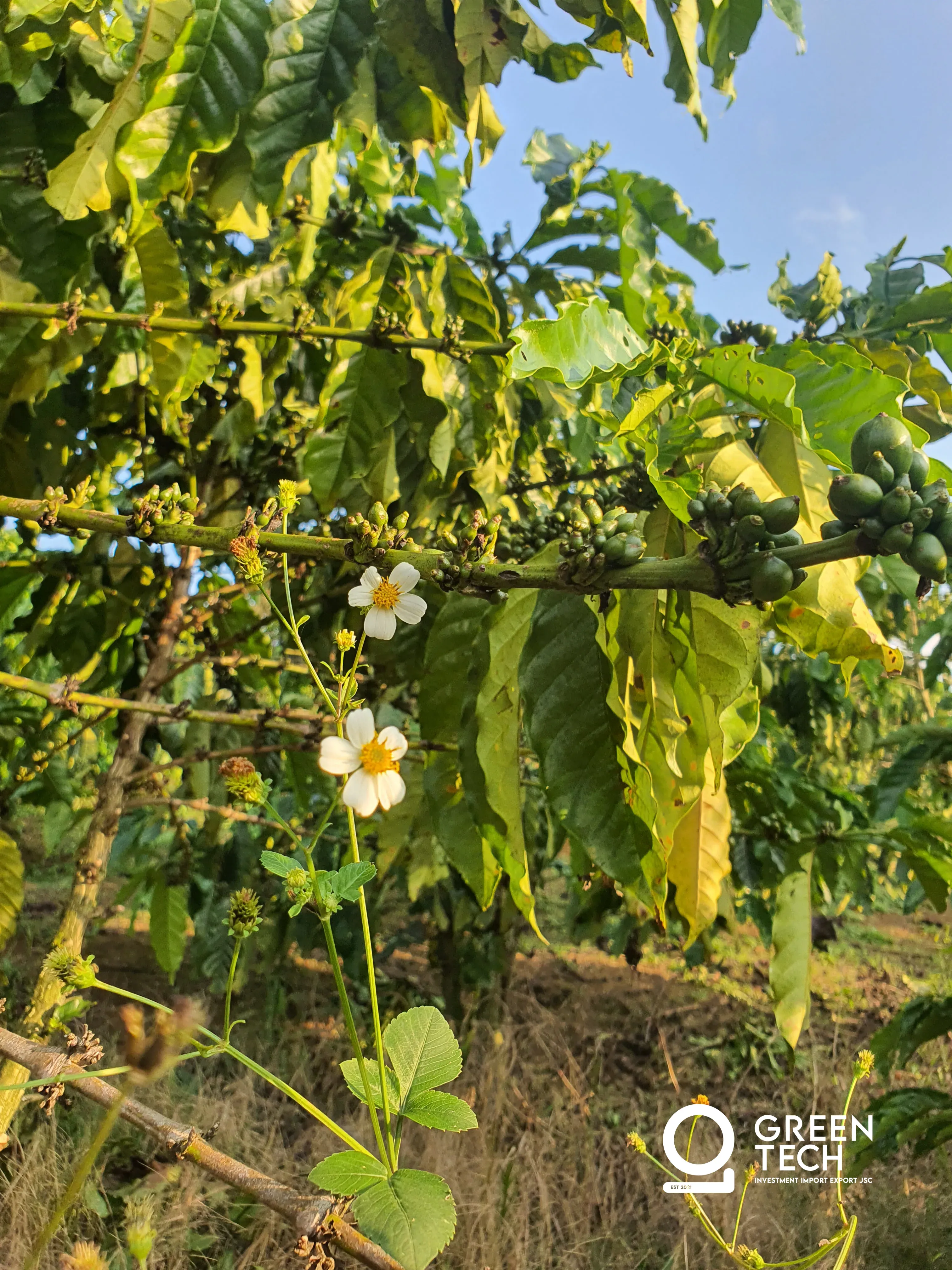 Cherry set looking strong across all plots — dense clusters forming on branches, healthy ground cover, and the farm panorama showing full canopy. Yield outlook positive heading into July harvest. — photo 4 of 5
