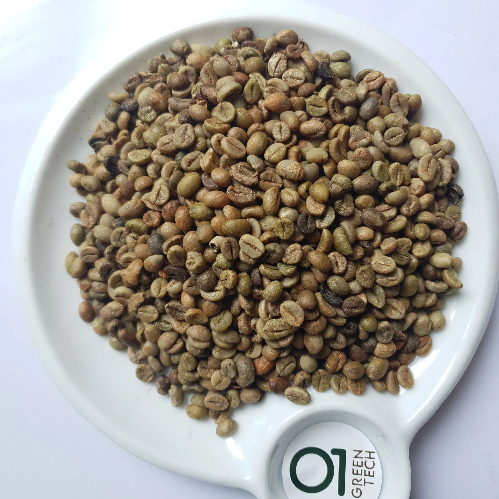 Robusta G1 · S16 · Cleaned