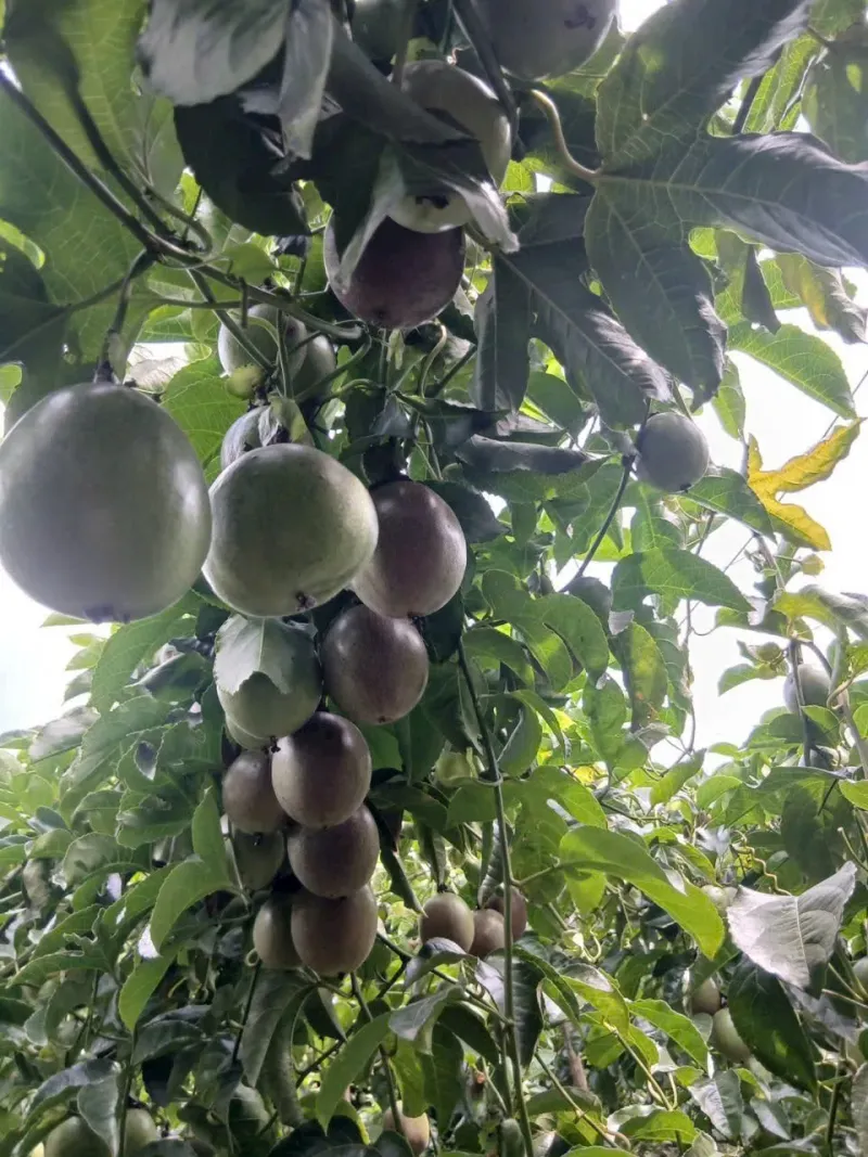 Vietnamese Passion Fruit Supplier — Fresh & Processed Bulk