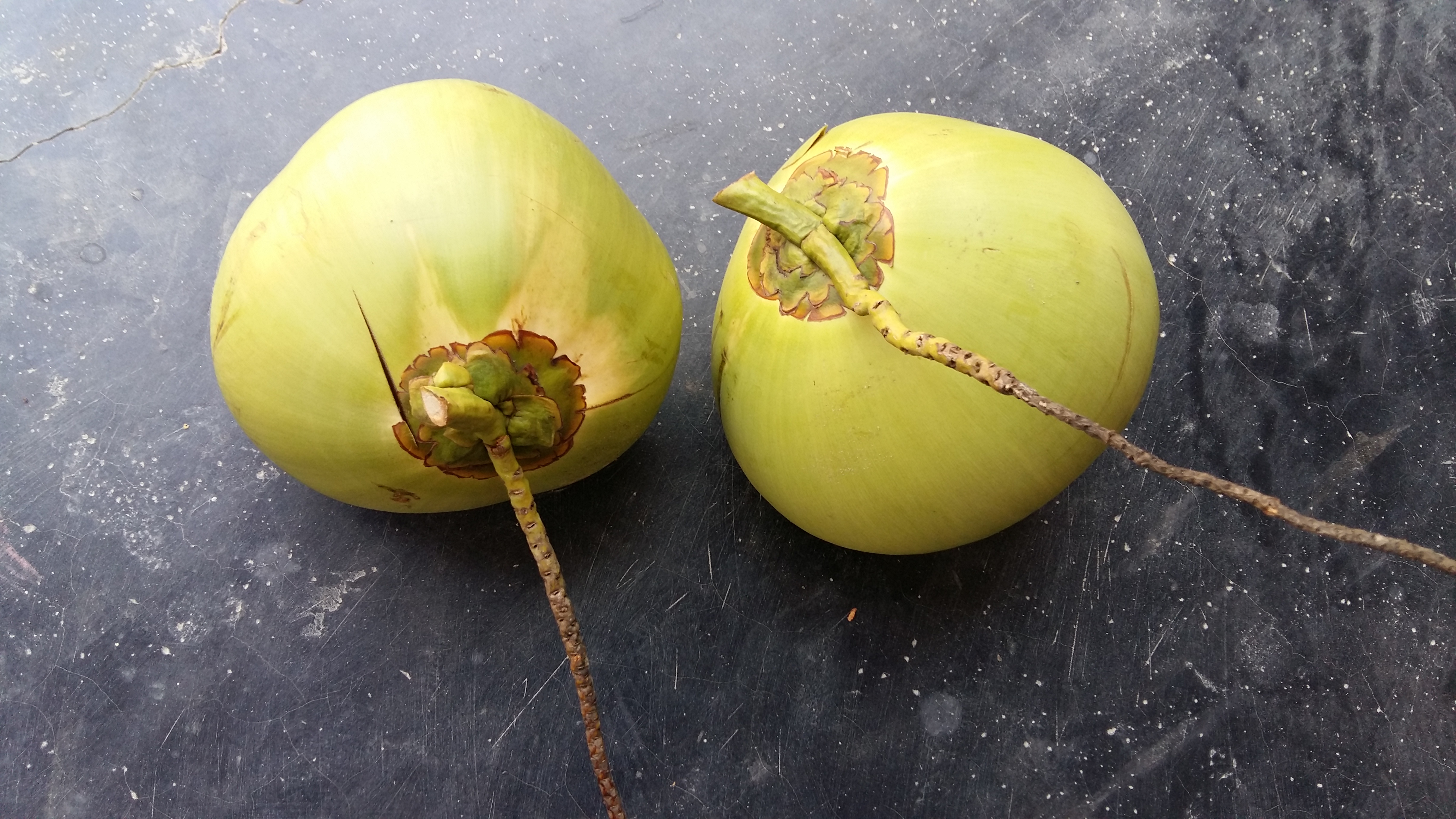 Young green coconuts ready for fresh fruit and coconut water sourcing